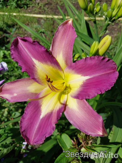 Продажа лилейников