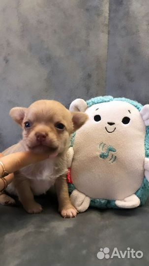 Пупс чихуахуа