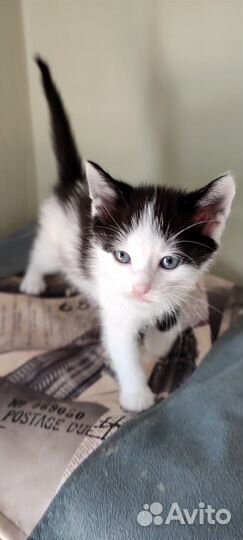 Котенок Степашка