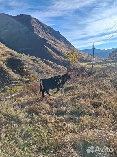 Бычок 1,5 год, телята 7-8 месячные