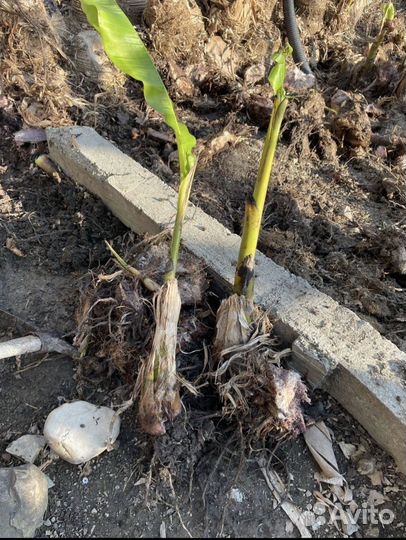 Банановая пальма