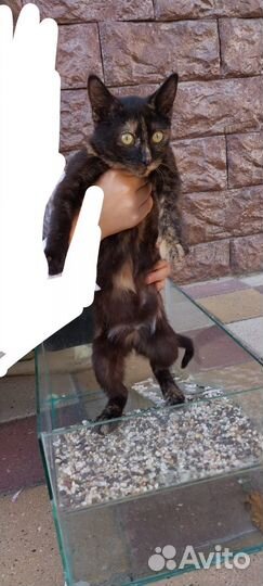 Котенок девочка 1-2 месяца