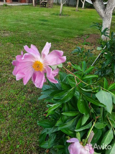 Пионы саженцы корни