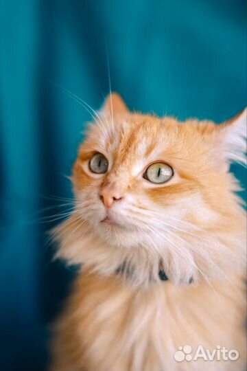 Грациозная, пушистая, рыжая, красивая кошка в дар