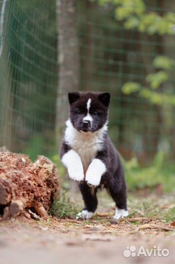 Щенки американской акиты