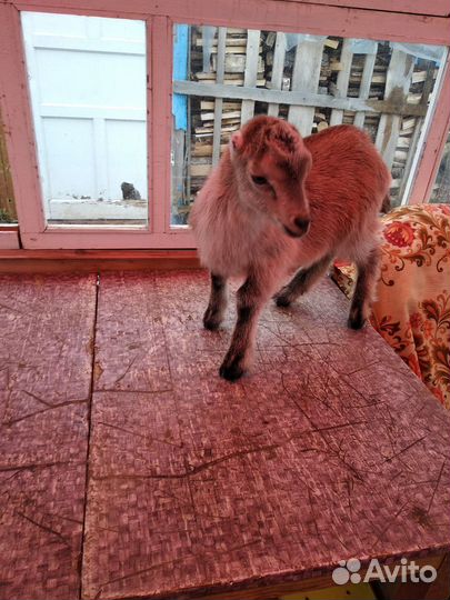 Козлята ламанча