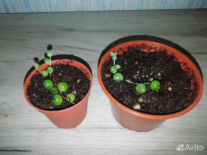 Крестовник роули