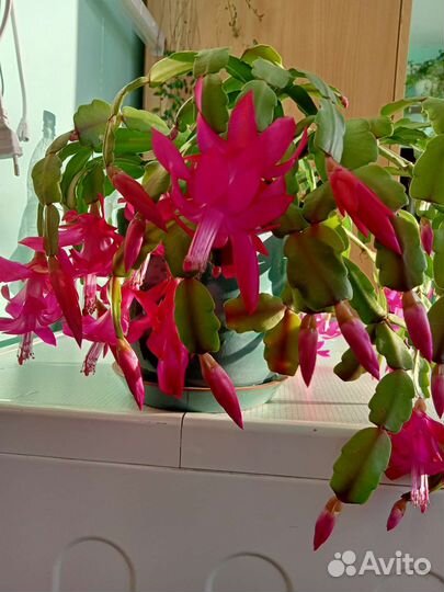 Комнатные цветы