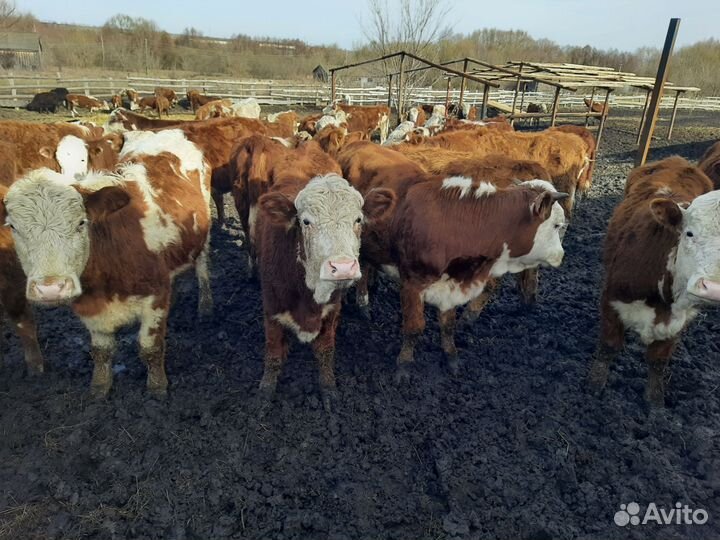 Бычки телочки герефорды сементалы белоголовые