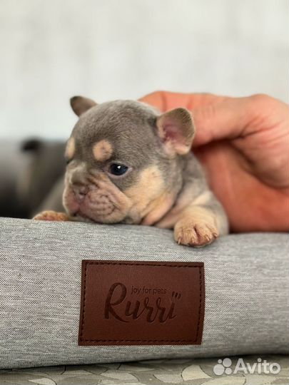Французский бульдог щенки лиловые