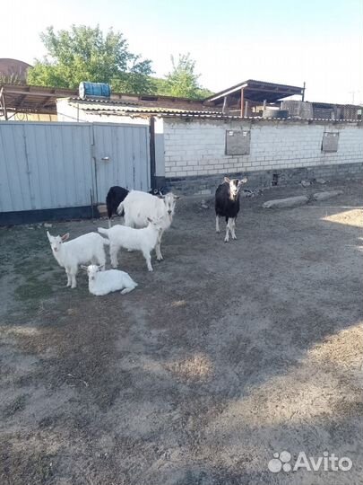 Козы и козлята дойные