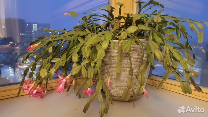 Цветок декабрист