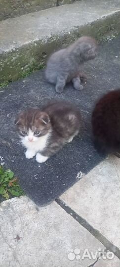 Вислоухие котята в добрые руки