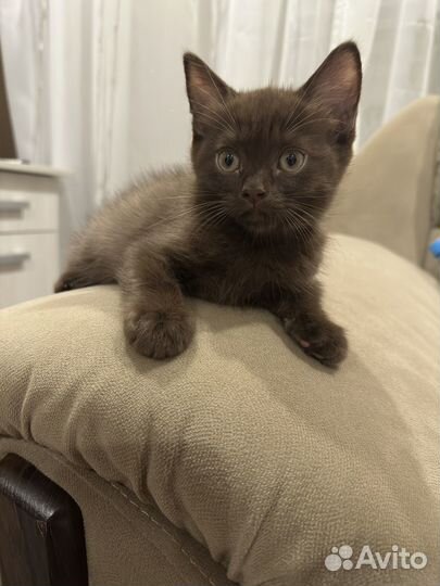 Британская кошка бесплатно