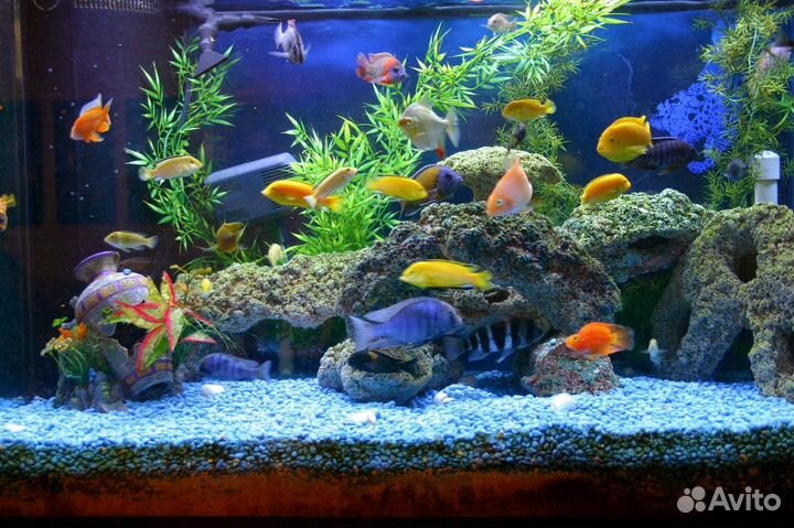 Аквариум рыбки, креветки, улитки неретины