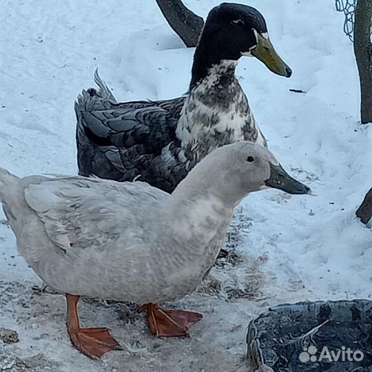 Утята Фаворит