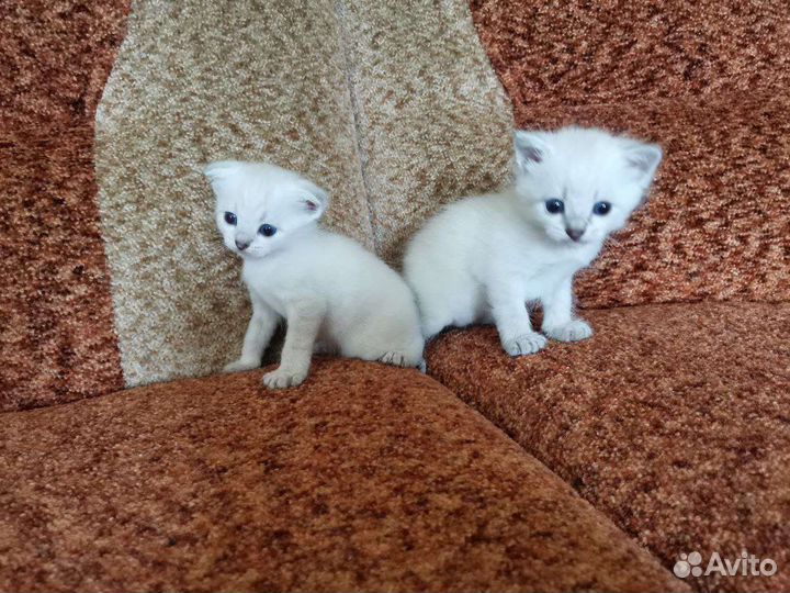 Котята от вислоухой мамы