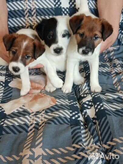 Фокстерьер щенки