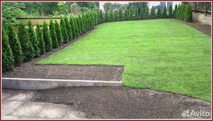 Туя,ёлка с посадкой (без)