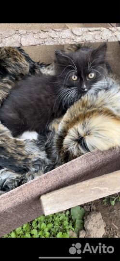 Пушистый друг в добрые руки