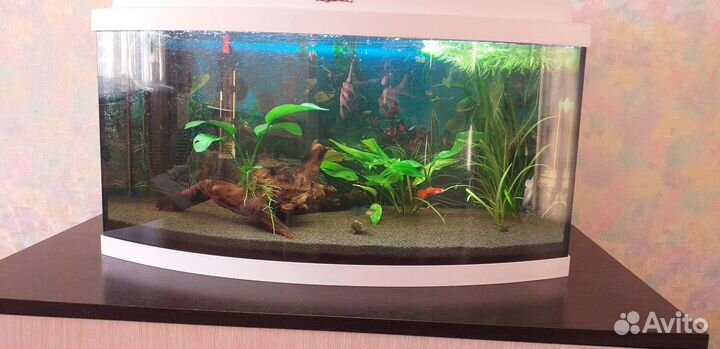 Аквариум