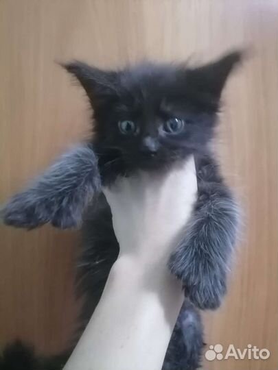 Котята мейн-кун
