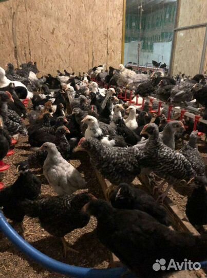 Цыплята подрощенные разных пород