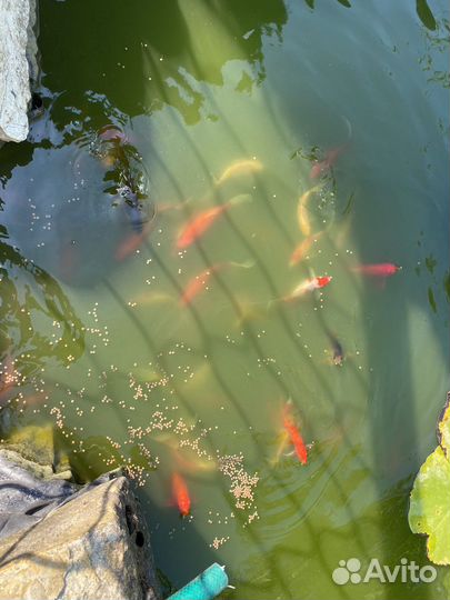 Живая рыба оптом карп