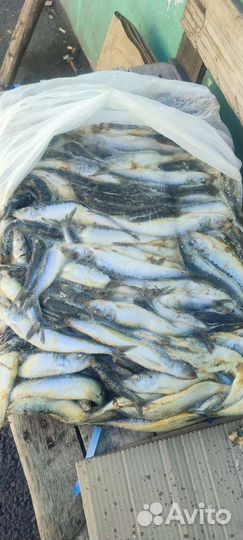 Рыба на корм животным