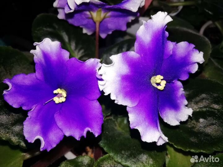 Сортовые фиалки