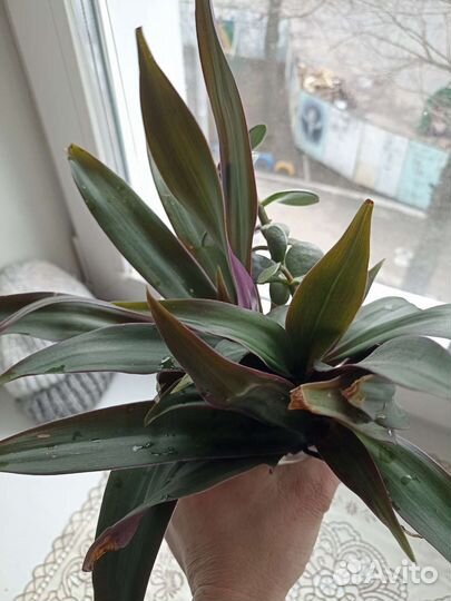 Комнатный цветок. Кордилина
