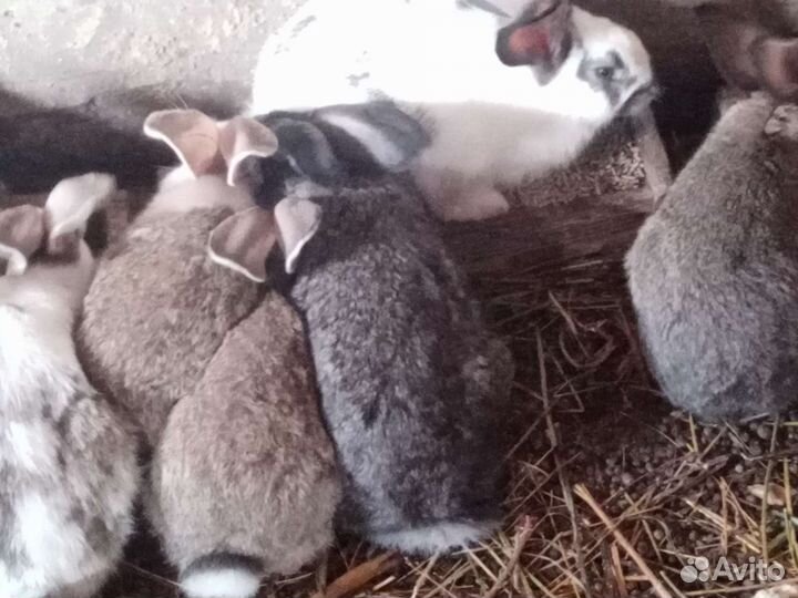 Кролики и крольчата