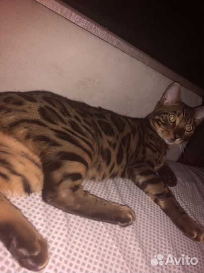 Бенгальский кот
