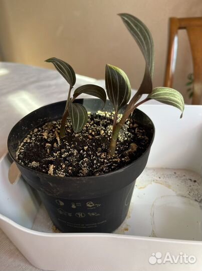 Орхидея лудизия