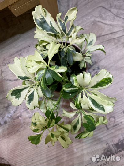 Шефлера жанин и эпипремнум н джой