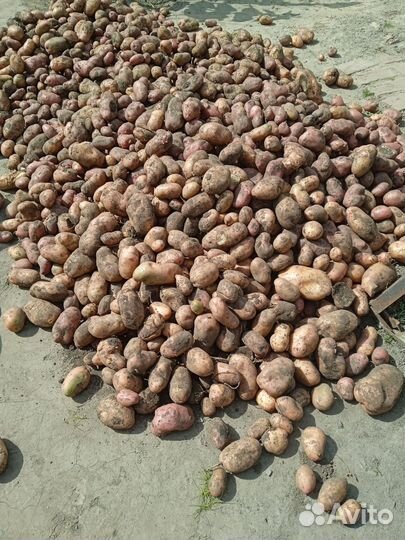 Продам картофель