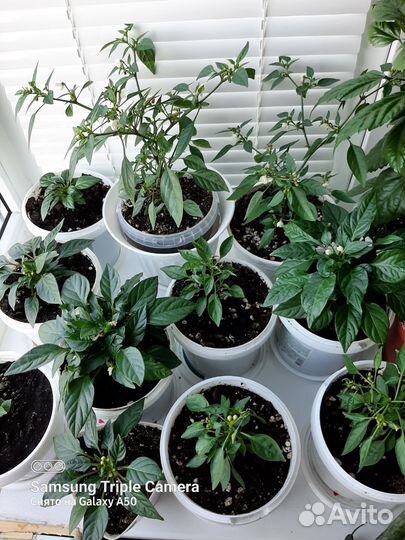 Комнатный перчик острый и съедобный