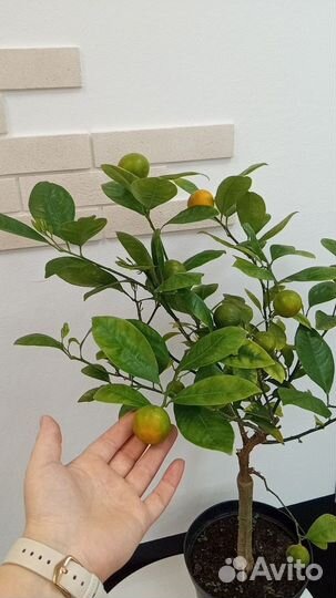 Цитрус лимон с плодами