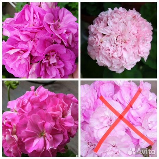 Пеларгонии сортовые