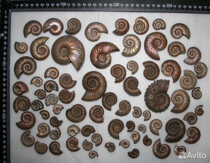 Пиритизированные Аммониты Quenstetoceras. Лот 30кг