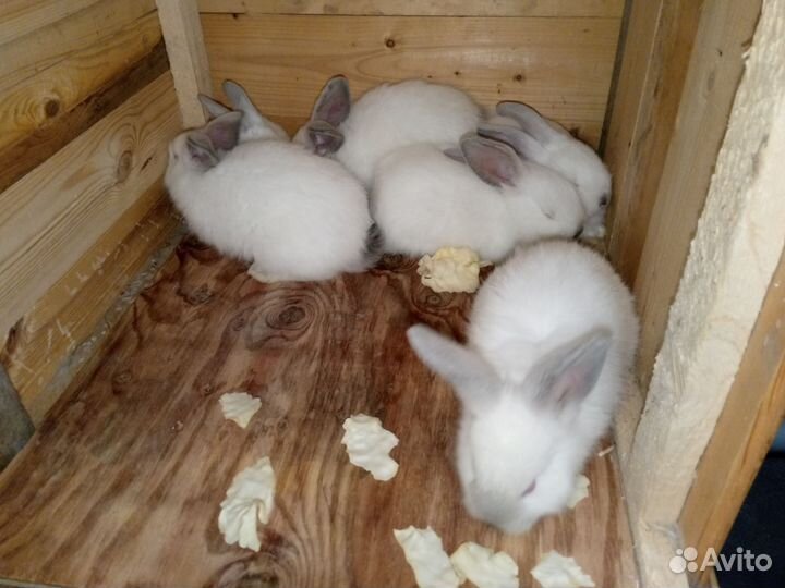 Крольчата