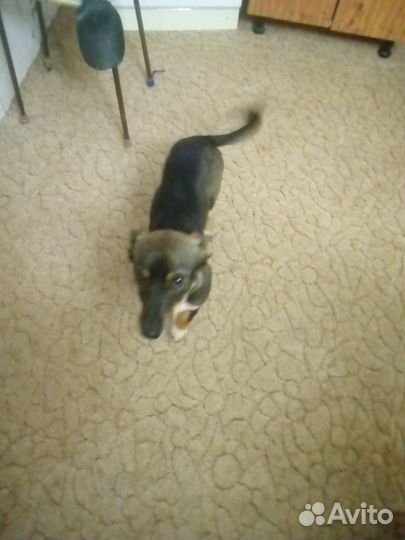 Русский той-терьер мальчик