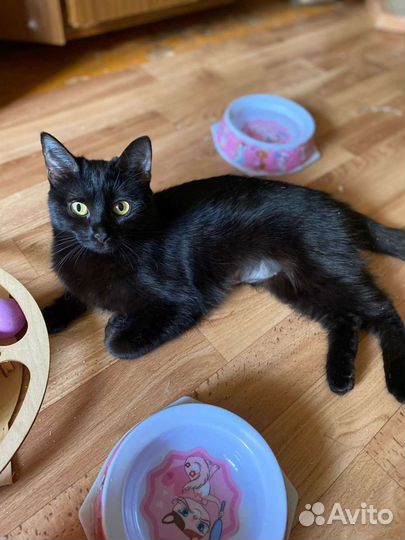 Чёрная пантера нежная и спокойная