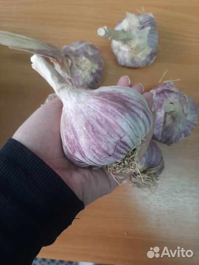 Чеснок Комсоиолец озимый 500 г