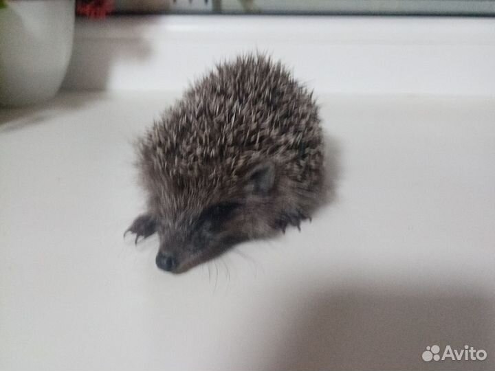 Домашний ежик