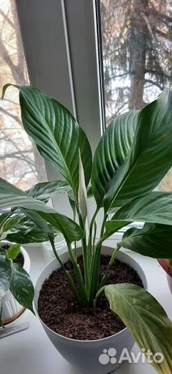 Комнатные растения