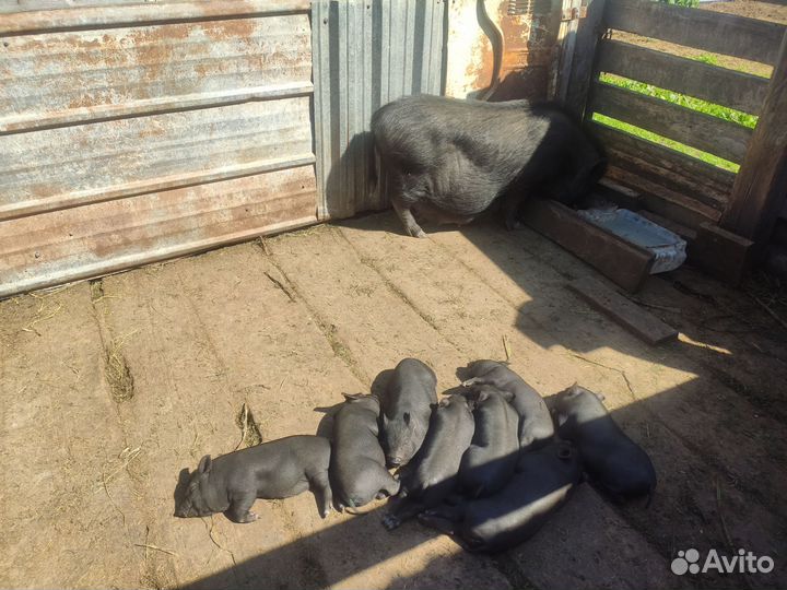 Вьетнамские поросята 3 мес