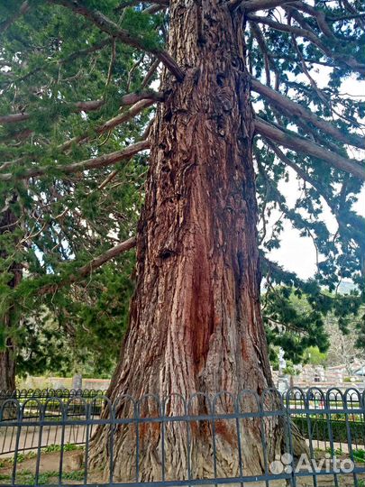 Секвойядендрон гигантеум (Мамонтово дерево)