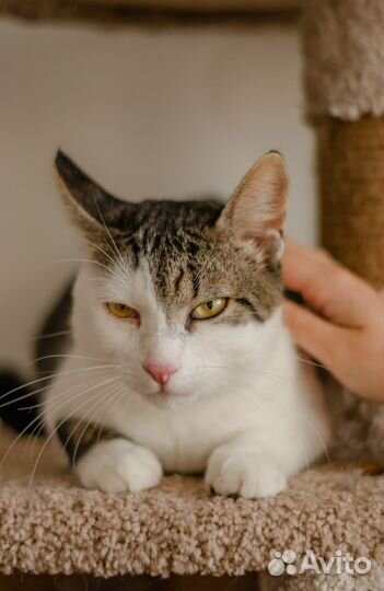 Отдается кот