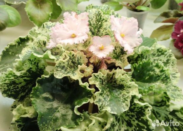 Сортовые фиалки